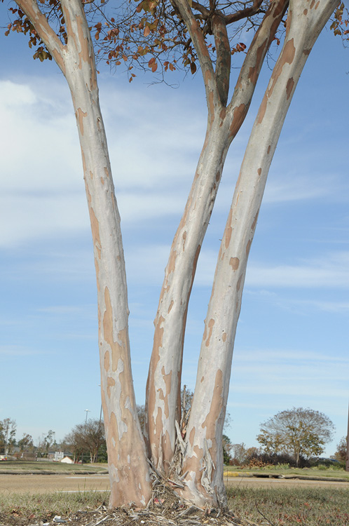 A large, three-trunked crape myrtle tree in a residential setting. The trunks have circumferences of 16 inches, 15 inches, and 17 inches.